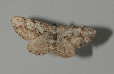 Cymatophora approximaria (6745) (no common name)