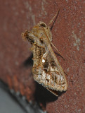 Soybean Looper Moth (8890)
