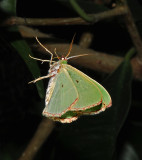 Red-bordered Wave Moth (7033)