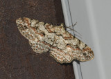 Brown Shaded Gray Moth (6586)