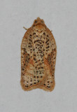 Acleris semiannula (3521)