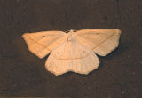Confused Eusarca Moth (6941)