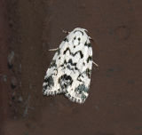 The Hebrew Moth (9285)