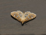 Baccatalis Moth (5152)