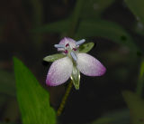 Wildflower - Bog Moss