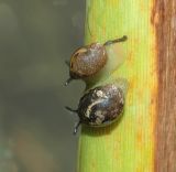 Land Snails