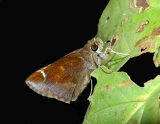 Clouded Skipper