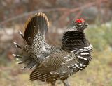 Spruce Grouse