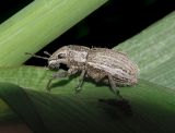 White-fringed Weevil