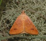 Vetch Looper Moth (8733)