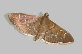 Scraped Pilocrocis Moth (5281)