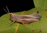 Brown Winter Grasshopper