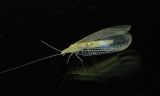 Green Lacewing