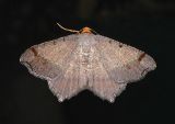 Bicolored Angle Moth (6341)