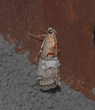 Maple Webworm Moth (5606)