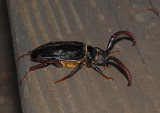 Tile-horned Prionus Beetle
