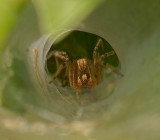 Funnel Web Spider (Grass Spider)