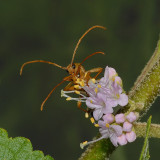 Flower Longhorns