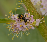 Flower Longhorn