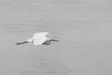 Little Egret (Egretta garzetta)