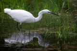 Little Egret (Egretta garzetta)