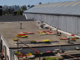 FlowersOnRoof6416.jpg