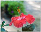 Hibiscus July 11