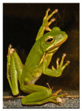 Tree Frog Juyl 29