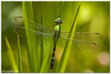 Dragon Fly July 31