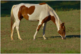 Grazing October 23