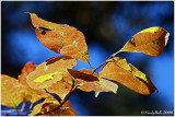 Fall Color Noverber 6