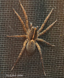 Spider