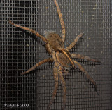Spider October 25