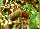Buckeyes September 15 *