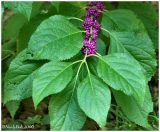 French Mulberry