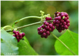 French Mulberry