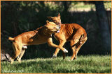 Two Dogs & A Puppy October 11 *