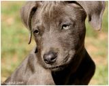 Puppy
