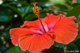 Hibiscus