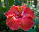 Hibiscus