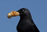 SOMETHING TO CROW ABOUT.jpg