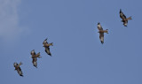 5 Redkites.jpg