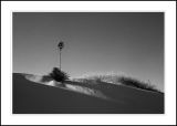 Yucca, White Sands