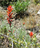 Indian Paint Brush