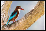 White-throated kingfisher 2.jpg