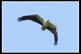 White-bellied sea eagle.jpg