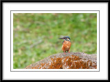Common Kingfisher 5.jpg