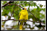 Black-naped oriole .jpg