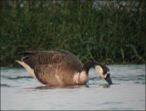 Hybride Bernache du Canada X Oie cygnode / Canada Goose X   Domestic Chinise Goose hybrid