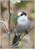 Msangeai du Canada / Gray Jay